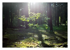 Bild eines jungen Baums im Wald