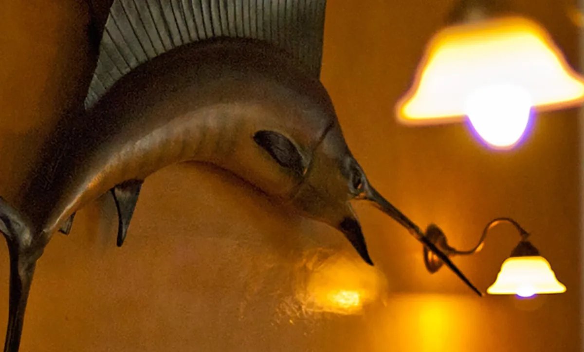 Marlin an der Wand